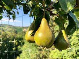 Indeed, figs are not gathered from thornbushes, nor grapes from brambles. Closeup Of A Pear Tree With Its Fruit During Summer Season In Austria Europe Stock Photo Picture And Royalty Free Image Image 119521274