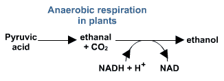 Anaerobic Respiration Anaerobic Respiration Respiration In Plants Aerobic Respiration