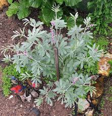 Image result for Tephrosia polystachya