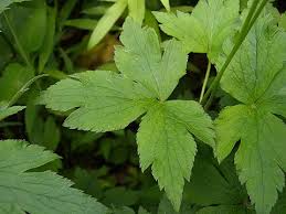 Image result for Aneilema johnstonii