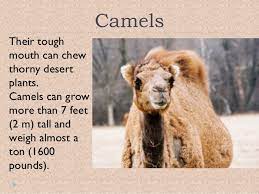 Desert Animal Adaptations