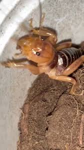 Discover The Happy Cricket And The Giant Bugs S Popular Videos Tiktok