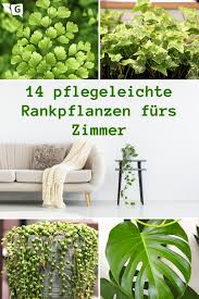 Rankpflanzen Furs Zimmer 14 Pflegeleichte Hangepflanzen Gartendialog De In 2020 Pflanzen Zimmer Rankpflanzen Rankende Pflanze