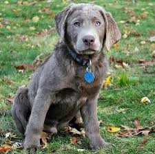 Our silver labs truly represent everything that makes the labrador retriever such a great breed! Harper The Labrador Retriever Labrador Retriever Labrador Retriever Puppies Labrador