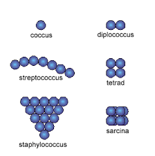 Download 181 sarcina stock illustrations, vectors & clipart for free or amazingly low rates! Microbiology Chap 4 Bacteria And Archaea Flashcards Quizlet