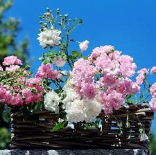 Check spelling or type a new query. Buy Flowering Plants Online In India Plantdecors Com