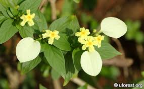 Image result for Pseudomussaenda stenocarpa