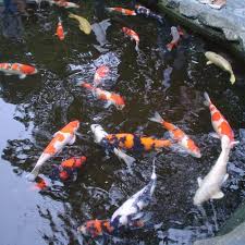 Money in the world wouldn't get me to eat it. Best Fish To Keep With Koi Koi Pondmates Pond Informer