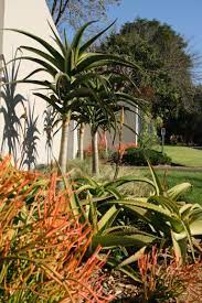 Water Wise Indigenous South African Garden Water Wise Landscaping Desert Landscaping Backyard Waterwise Garden