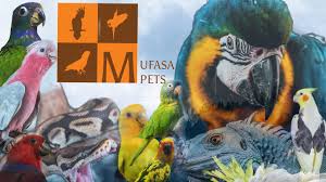 Panhandle exotics, your exotic pet store! Exotic Pets Legal Or Not In India Exotic Birds And Animals Mufasa Pet Shop Youtube