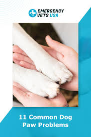 Check spelling or type a new query. 11 Common Dog Paw Problems What To Watch For And How To Treat