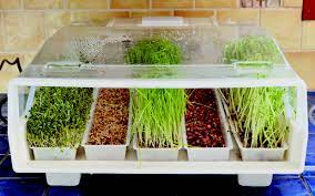 Sprouting is the easy, affordable way to enjoy the incredible nutritional benefits of fresh sprouts. Enjoy Tasty And Healthy Homegrown Sprouts