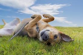 Help and advice on all aspects of owning a gsd. German Shepherd Rescues German Shepherd Country