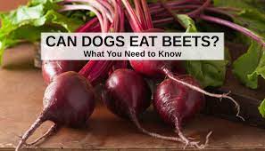 Can Dogs Eat Beets What To Know About Dogs And Beets