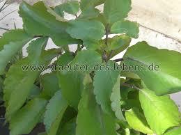 Heiliges Blatt Goethepflanze Kalanchoe Pinnata Plant Leaves Plants Leaves