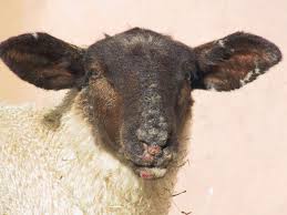 The disease is widespread in the u.s. Overview Of Contagious Ecthyma Integumentary System Merck Veterinary Manual