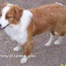 You can find english shepherd puppies priced from $400 usd to $900 usd with one of our credible breeders. Puppyfind English Shepherd Puppies For Sale