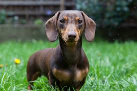 He loves everyone and will play all day long if you want him to. Miniature Dachshund