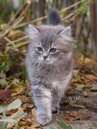 Kiljan Von Sinthari 12 Wochenalt Katzen Niedliche Tiere Susse Katzen
