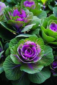 So Beautiful What Kind Of Flowers Are They Fiori Esotici Fiori Insoliti Fiori