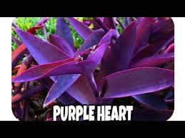 Caring requires every aspect to be follow by the owner correctly else plant may suffer issues after some purple heart plant magical properties a study showed it can decrease the bad air level which results in improving health of surrounding people when. Purple Heart Plant Hindi Youtube