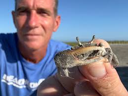 🌊 Friday Beachcombing Finds! 🐚 Each week I post 20 to 30 photos from my  beach survey showing what's washing up along the Texas coast—and this week  didn't disappoint! Some of the
