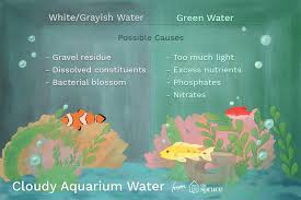 What Causes Cloudy Fish Tank Water And How Do You Clear It Up Fresh Water Fish Tank Saltwater Fish Tanks Saltwater Aquarium Fish