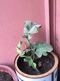 Can Anyone Identify What Plant Is This Gardening Garden Diy Home Flowers Roses Nature Landscaping Horticulture Plants Horticulture Canning
