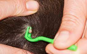 Ticks often attach themselves in crevices or on areas with little to no hair. Ticks In Dogs Vca Animal Hospital