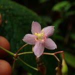 Image result for Dinophora spenneroides