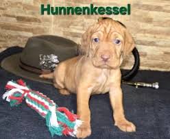 Image result for maďarský ohař drátosrstý