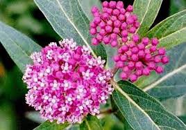 Butterfly Gardens To Go Milkweed And Butterfly Host Plants Swamp Milkweed Milkweed Asclepias Incarnata