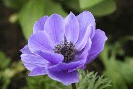 Information On Care Of Anemone Plants Anemone Flower Plants Anemone