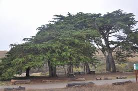 Image result for Cupressus macrocarpa