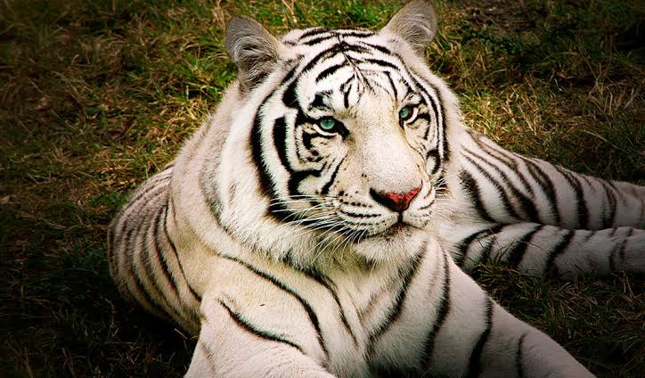 Mga resulta ng larawan para sa White Bengal Tigers"