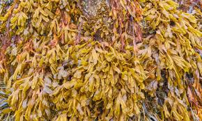 Seaweed can be used for normal compost. India S Blue Revolution Targets Investments In Seaweed Food Tank