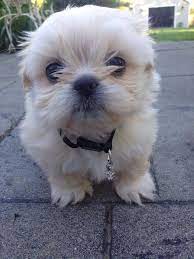 Cream White Imperial Shih Tzu 7 Weeks Old Imperial Shih Tzu Puppies Shih Tzu