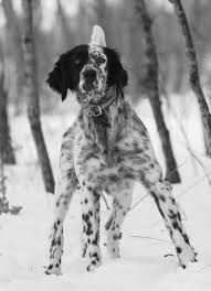 Black And White English Setter Puppies For Sale Black And White Brindle English Setter Dog In Snow English Setter Puppies English Setter Dogs Setter Puppies