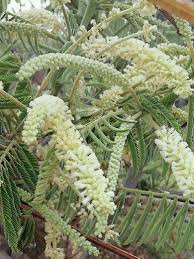 Image result for Acacia polyacantha