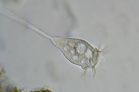 We did not find results for: Characteristics Of Animal Like Protists Advanced Ck 12 Foundation