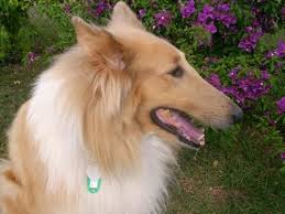 Adopt Kasbar On Petfinder Sheltie Breeders Dog Adoption Pet Adoption