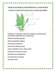 Plantas vasculares sin semilla 10 plantas ideales para lugares humedos Ejercicio De Plantas Sin Semilla Clasificacion