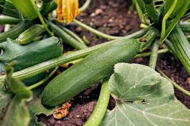 Sie können junge zucchini (cucurbita pepo var. Zucchini Pflanzen Hausinfo