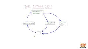 Oxygen Cycle