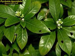 Image result for Landolphia ligustrifolia