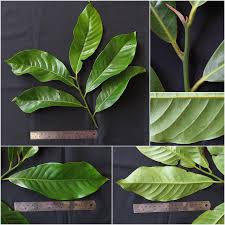 Image result for Myristicaceae