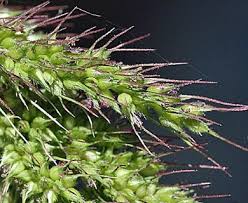 Image result for Echinochloa crus-pavonis