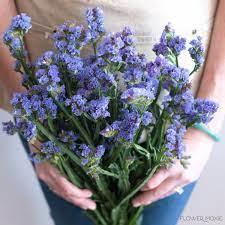 Statice Blue Statice Purple Statice Flower Moxie Flowermoxie Diy Wedding Flowers Wedding Filler Fl Diy Wedding Flowers Fifty Flowers Wedding Flower Guide