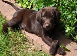 Favorite this post jul 18 chihuahua. Scout The Labrador Retriever Labrador Retriever Lab Dogs Puppies