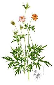 Ok, ur d!ck, king fish, ixora sunkist, zingiber officinal. Cosmos Caudatus Wikipedia